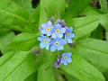 2008-0326_1430_Forget-me-not_10.7_C